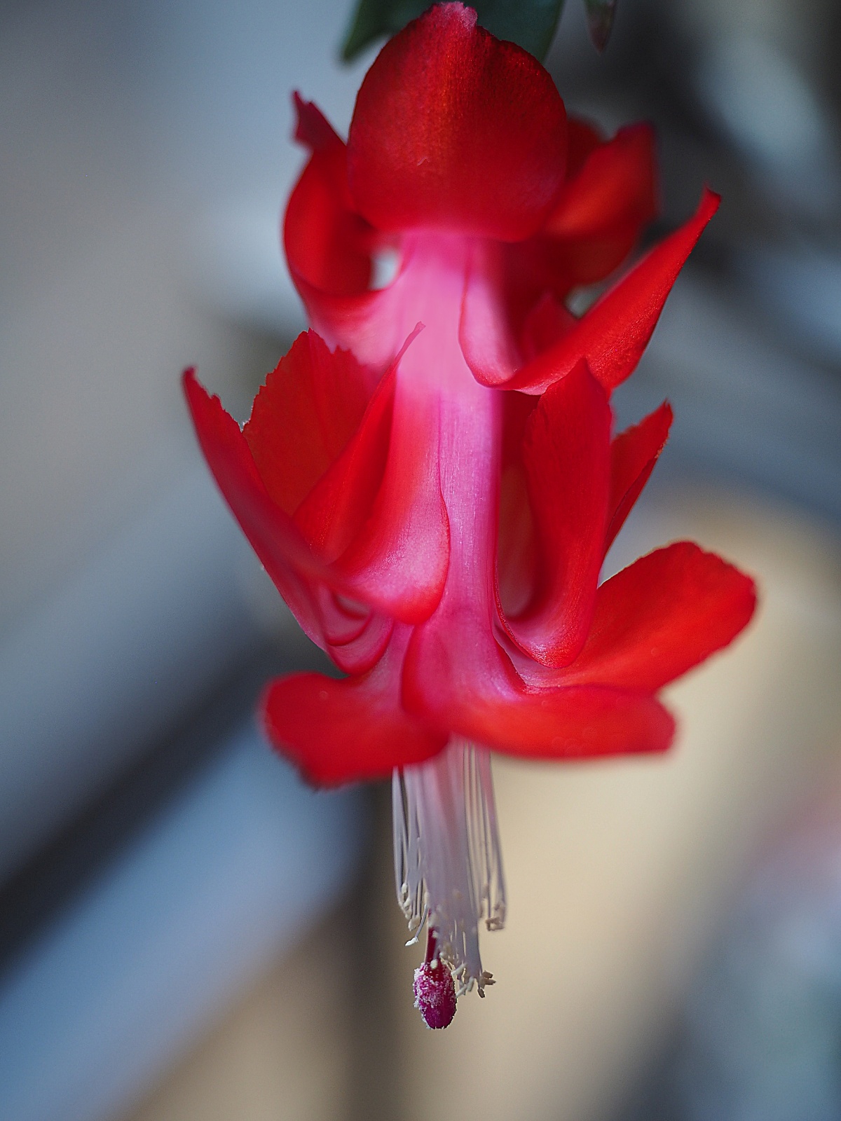 Christmas Cactus